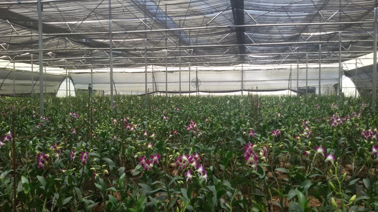 Greenhouse Project 57